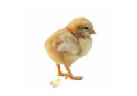 Суточный цыпленок несушки Ломан Браун
