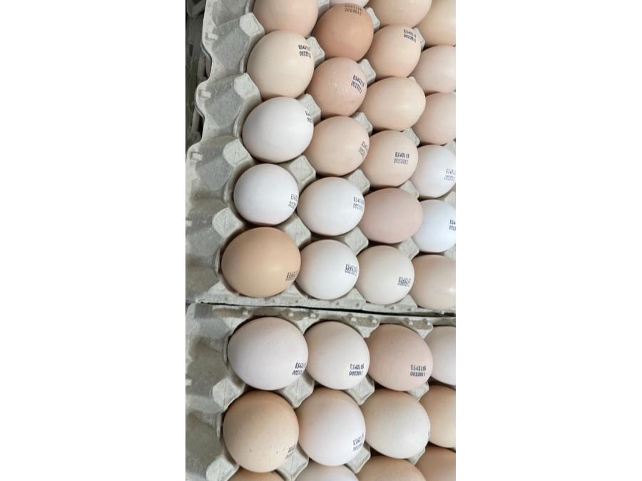 Инкубационное яйцо купить с доставкой по россии
