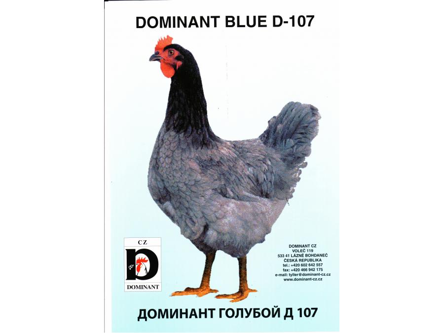 D 107 Доминант. Доминант ГС 300 голубое яйцо. Доминант ГС 107. Доминант 107 голубой. Доминант гс 300 описание