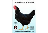 Яйцо инкубационное Доминант D149 - Черный Россия