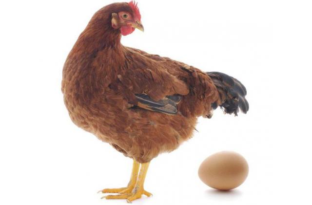Яйцо инкубационное Ломан Браун Германия