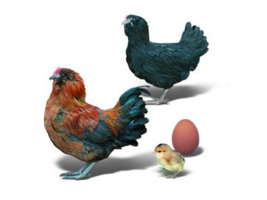 Купить инкубационные яйца пород кур. Итальянская куропатчатая ВНИИГРЖ. Куры генофонда породы. Араукана яйца. Куропатчатая курица голубые яйца.