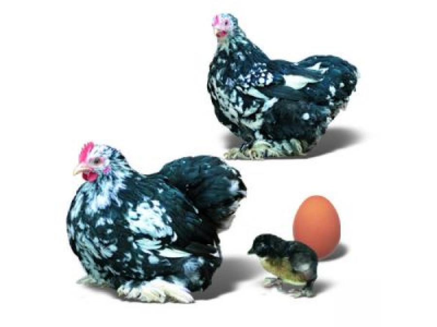 Купить инкубационные яйца пород кур. Кохинхин яйцо. Кохинхин карлик яйца. Яйцо карликовых Кохинхинов. Инкубационное яйцо кур Сергиев Посад генофонд.