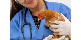 Больше, чем боль в шее: Руководство по борьбе с искривлением шеи у цыплят
