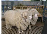 Овца породы Алтайская