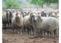 Овца породы Алтайская