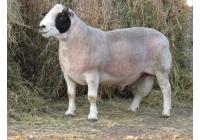 Овца породы Дорпер