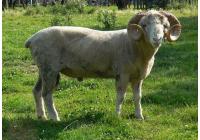 Овца породы Дорпер
