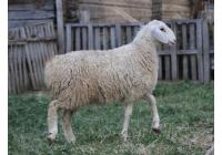 Овца породы Эдильбаевская