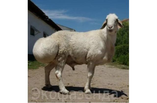 Овца породы Гиссарская