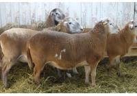 Овца породы Катумская