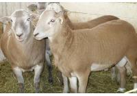 Овца породы Катумская