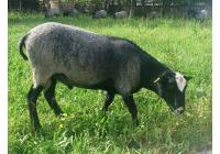 Овца породы Романовская