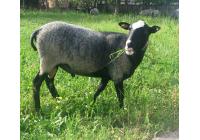 Овца породы Романовская