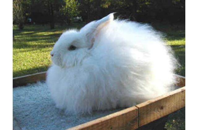 Кролик Белый пуховый