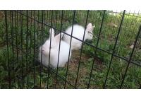 Кролик Белый пуховый