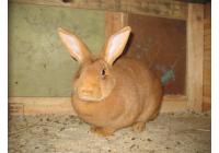 Кролик Бургундский