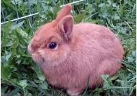 Кролик Лисий