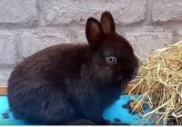 Кролик Лисий