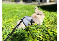 Кролик Нидерландский карликовый