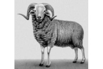 Овца Архаромеринос