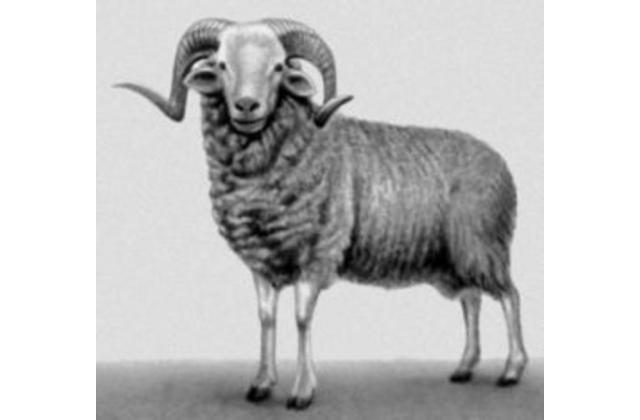 Овца Архаромеринос