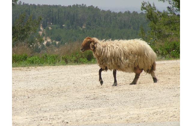 Овца Авасси