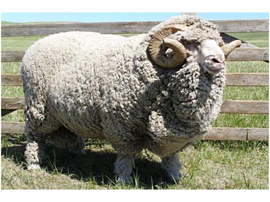 Купить алтайских овец. Порода Баранов меринос. Забайкальская тонкорунная порода овец. Овцы породы меринос. Забайкальская тонкорунная овца.