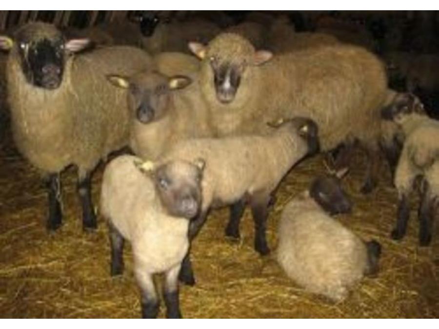 Овца Горьковская для вашего фермерского хозяйства с доставкой по России