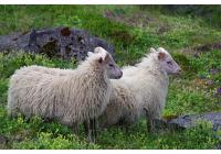 Овца Исландская