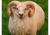 Овца Исландская