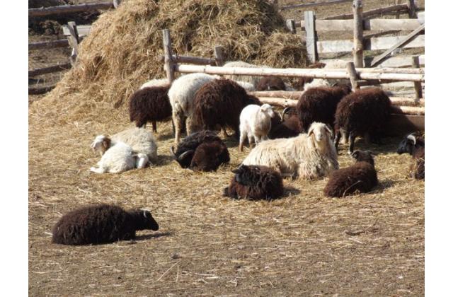 Овца Карачаевская