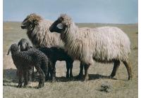 Овца Каракульская