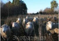 Овца Кавказская