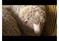Овца Кавказская