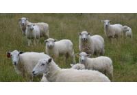 Овца Ромни-марш
