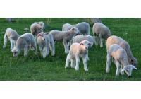 Овца Ромни-марш