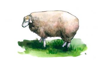 Овца Южная мясная