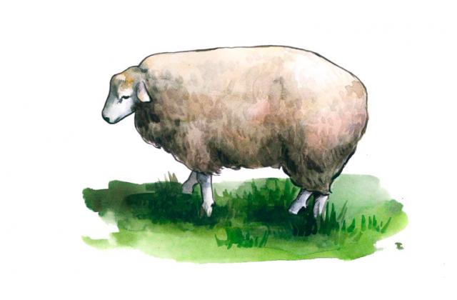 Овца Южная мясная