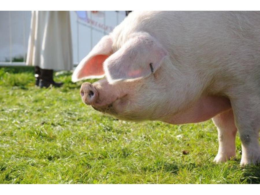 Принадлежащий свинье. Эстонская беконная свинья. Эстонская беконная порода свиней. Эстонская порода свиней. Беконная свинья.