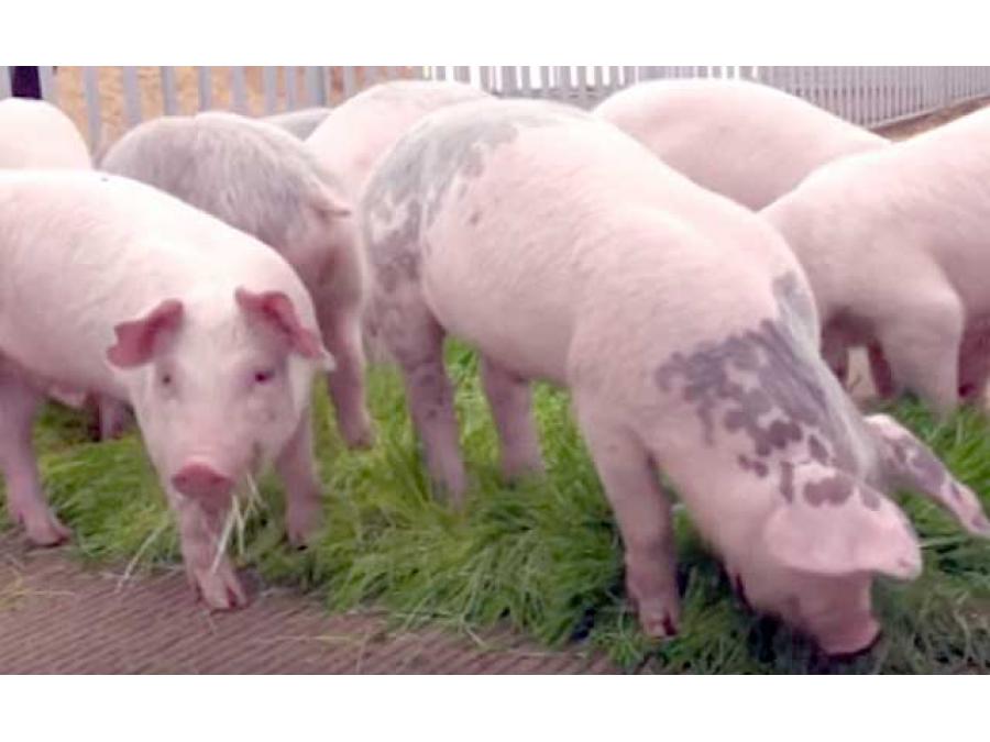 Орел свинью. Ливенская порода свиней. Ливенская порода поросят. Свинья Ливенская белая. Ливенская порода свиней с сережками.