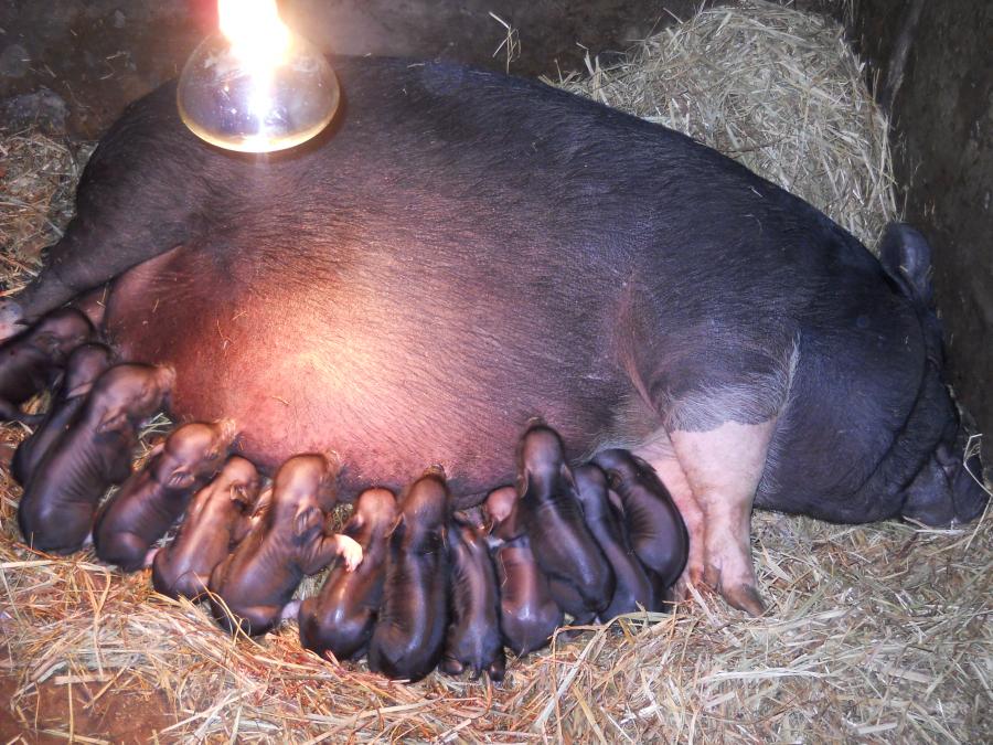 Кормление вьетнамских свиней