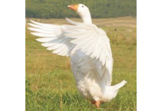 Инкубационное яйцо Уральские белых гусей Благовар