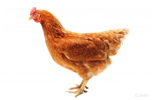 Суточный цыпленок несушки Ломан Браун